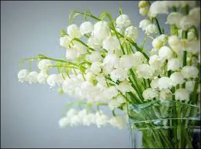 Quel est le nom de cette fleur ?