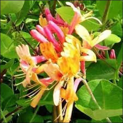 Quel est le nom de cette fleur ?