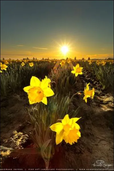 Quel est le nom de cette fleur ?