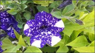 Quel est le nom de cette fleur ?