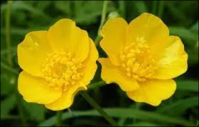 Quel est le nom de cette fleur ?