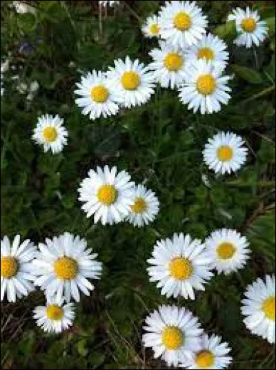 Quel est le nom de cette fleur ?