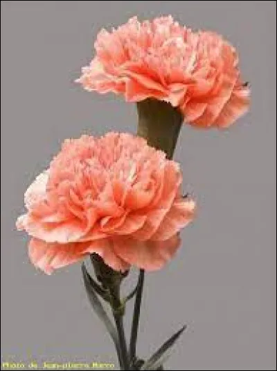 Quel est le nom de cette fleur ?