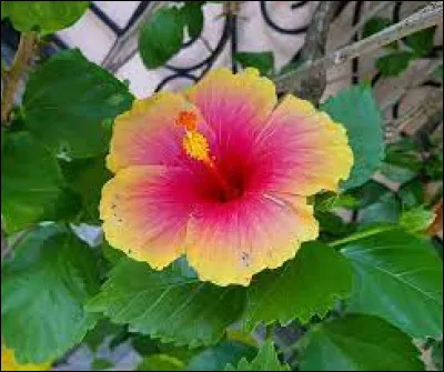 Quel est le nom de cette fleur ?