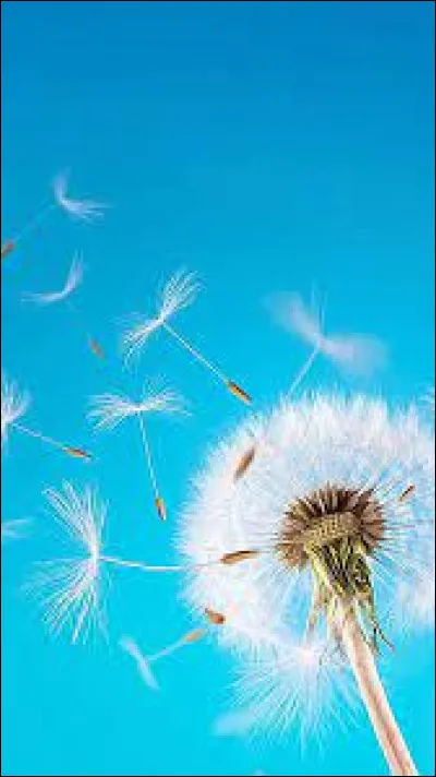 Quel est le nom de cette fleur ?