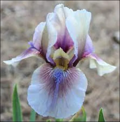 Quel est le nom de cette fleur ?