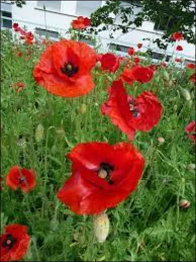 Quel est le nom de cette fleur ?