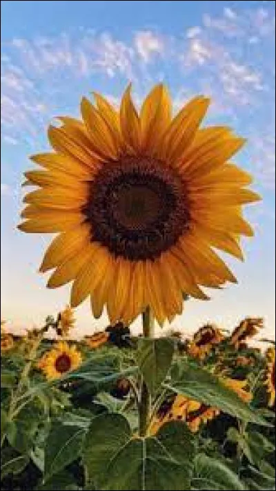 Quel est le nom de cette fleur ?