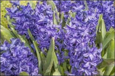 Quel est le nom de cette fleur ?