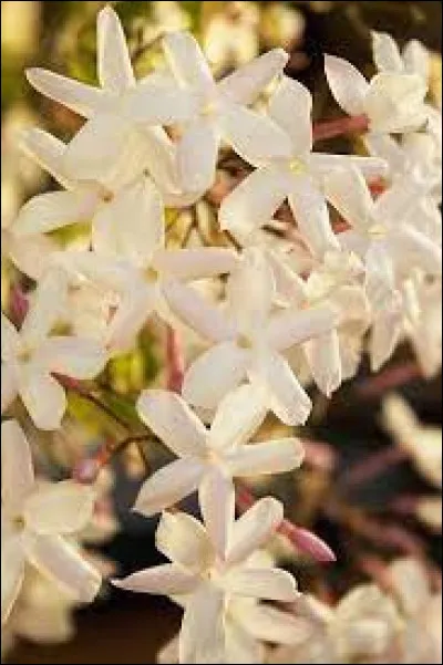 Quel est le nom de cette fleur ?