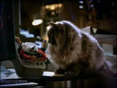 D'ailleurs, comment s'appelle le chat de Quinn ?