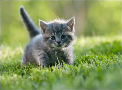 Dernière question : durant l'une de vos chasses vous découvrez un chaton maigrichon perdu. Que faites-vous ?