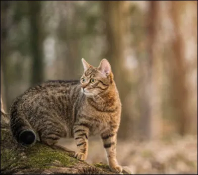 Aux aguets, vous êtes actuellement en patrouille. Après avoir vérifié toutes les zones vous revenez vers le camp quand tout d'un coup un chat inconnu se présente non loin devant vous. Il ne vous a pas encore aperçu, ni senti.
Que faites-vous ?