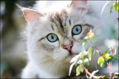 Une assemblée a lieu aux Quatre Chênes. Vous faites partie de ceux qu'a choisi votre chef pour l'accompagner. Assis parmi les autres chats du clan vous entendez l'un des chefs adverses demander à emprunter un bout de territoire de votre clan car il manque cruellement de nourriture.
Que pensez-vous ?