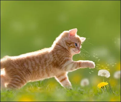 Des chatons sont sortis en douce de la pouponnière. Ils ne sont pas très loin et s'amusent à se poursuivre. Que pensez-vous de cela, devriez-vous faire quelque chose ?