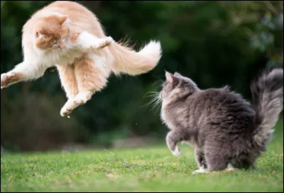 Un combat fait rage dans votre clan, les poils volent et les feulements font concert. Vous vous retrouvez face à plusieurs choix mais vous pouvez hélas aucunement vous dédoubler !
Que choisissez-vous ?