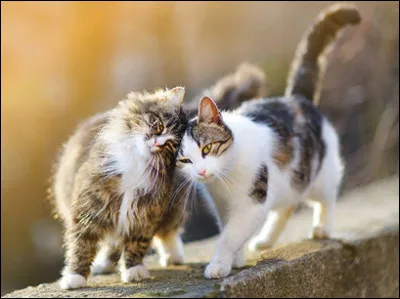 Vous assistez pour la sixième fois à une assemblée des clans aux quatre chênes. Justement, après quelque temps vous avez remarqué qu'un félin vous dévisage souvent et longuement. Après quelques minutes à vous dévisager, l'animal se décide à vous avouer dans un chuchotement que vous lui plaisez. Quelle est votre réaction ?