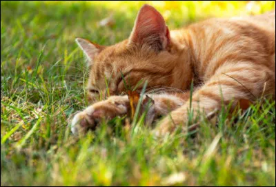 Au final, pris de court par les événements, vous apprenez que ce félin est décédé dans un combat entre deux camps adverses. Que ressentez-vous ?