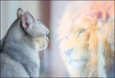 C'est une tragédie ! Une épidémie à touché votre clan, par chance vous avez réussi à passer à travers. Hélas votre chef/cheffe et son lieutenant ont succombé. C'est alors sous la nervosité des occupants du clan que le/la guérisseur/guérisseuse entame sa montée sur la pierre centrale pour annoncer son verdict. Que ressentez-vous ?