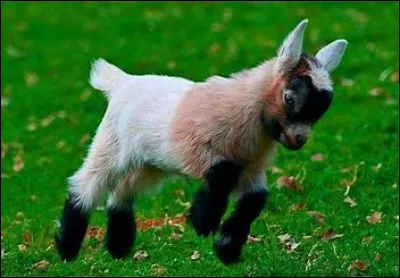 La peur des arbres ?