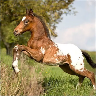 Et l'émétophobie, c'est quoi ?