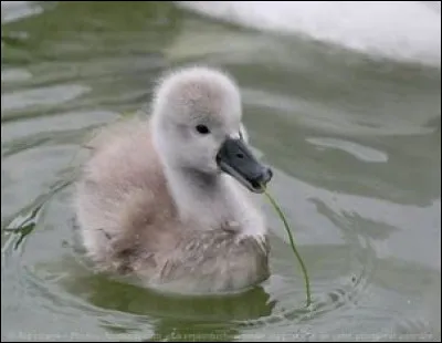 La peur des clowns c'est...