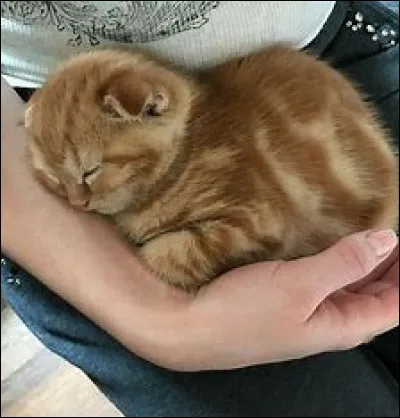 La tocophobie c'est la peur...