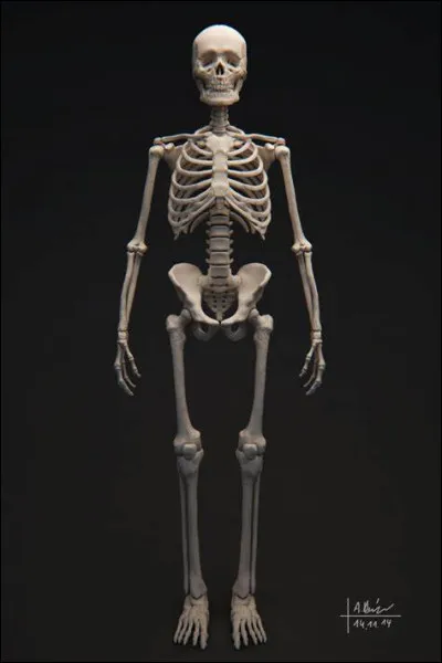 Le corps humain d'un adulte possède 119 os.