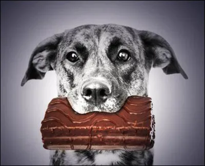 Le chocolat est toxique pour les chiens.