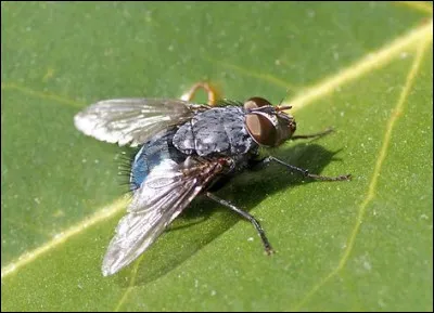 Une mouche bat des ailes 12 000 fois par minutes.