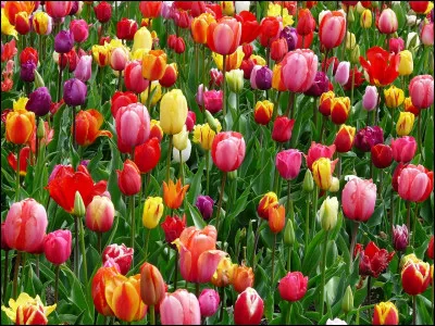 Quel pays est le plus grand producteur mondial de tulipes ?