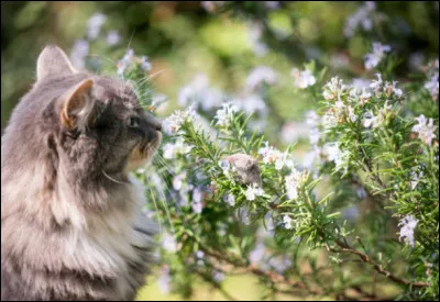 Vous êtes actuellement dans la tanière du guérisseur, celui-ci s'occupe d'un patient. Rangeant les plantes que vous avez collectées ce matin avec lui. Celui-ci vous interpelle en demandant de lui rapporter des fleurs de millefeuille (Achillée). Où sont-elles donc ?