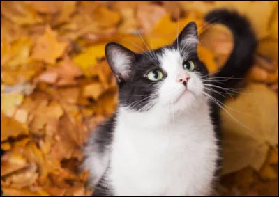 Votre mentor est parti quelques secondes dehors parler au chef de votre clan. Pendant ce temps-là, un chat vient vous voir, se plaignant de maux de ventre. Que pouvez-vous lui donner en attendant que votre mentor revienne ?