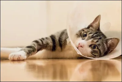 Un chat grièvement blessé vient d'arriver dans la tanière. Votre mentor a fait les soins corporels, que pouvez-vous faire pour aider le patient en plus ?