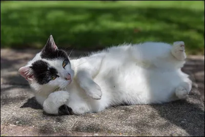 Aujourd'hui est un jour spécial, une reine est en train de mettre bas. Deux de ses petits sont déjà nés et le troisième est en cours, mais la reine fatigue, que pouvez-vous faire ?