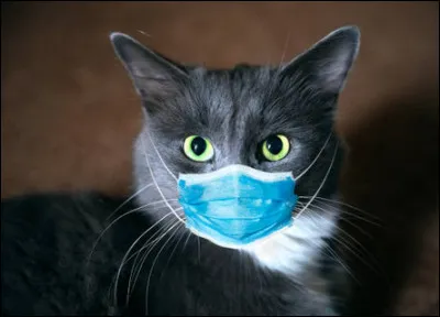 Il y a une véritable épidémie, beaucoup de chats, dont les chatons toussent et ont le nez qui coule. Quelles sont donc ces maladies ? Ton mentor les déteste beaucoup !