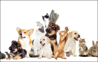 Avec ton chien, que préfères-tu faire ?