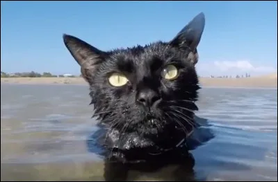 Quelle est la traduction de : "nagez dans la piscine !"