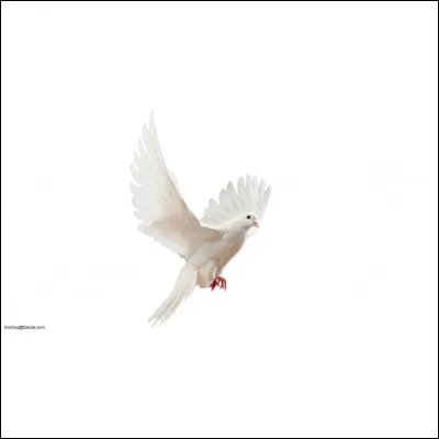 Comment dit-on "blanche" en espagnol ?