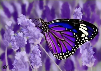 Comment dit-on violet en espagnol ?