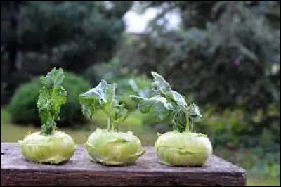 Et ce légume alors, qu'est-ce ? Il est lui aussi dans la famille des Brassicacées. Son nom scientifique est le Brassica oleracea Gongylodes Group. C'est un légume qui se récolte en automne tout comme en hiver. Il existe aussi des variétés de ce légume qui sont de couleur violette. C'est bon ? Avez-vous trouvé ?
