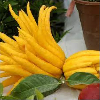 Quel est ce très joli fruit qui ressemble à une magnifique fleur ? Petits indices, il a un nom assez étrange. C'est un agrume. On le trouve principalement en Asie.
