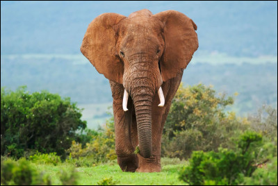 À quoi servent les défenses des éléphants ?
