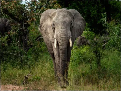Que mangent les éléphants ?