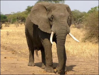 Quelle est la taille moyenne de la trompe des éléphants ?