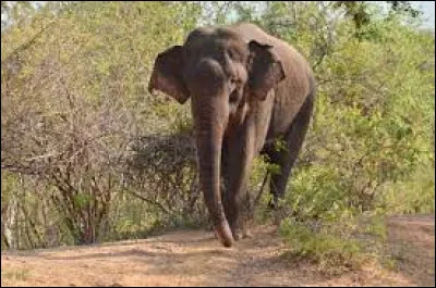 Quelle est la taille moyenne d'un éléphant d'Asie ?