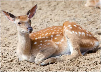 Comment se nomme le bébé des rennes ?