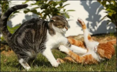 En chahutant avec l'un de vos camarades durant une patrouille, celui-ci se retrouve de l'autre côté de la frontière en terrain ennemi. Aussitôt rentré, votre camarade se fait immédiatement remonter les moustaches par votre lieutenant.
Que faites-vous ?