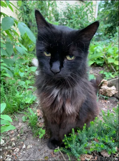 L'un de vos camarades vous agace, il n'arrête pas de se vanter en disant qu'il a eu les compliments du lieutenant sur sa force au lieu de vous aider à remettre des branchages autour du camp !
Quelle est votre réaction ?