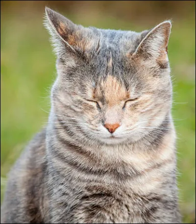 Vous participez à l'assemblée des quatre chênes. Les quatre chefs prennent place sur le promontoire et parlent à tour de rôle. L'un d'eux s'avance et demande une non invasion d'une lune sur son camp car il y a une grave épidémie. Votre chef accepte et promet de ne pas attaquer le clan, cependant un autre chef refuse. Que ressentez-vous ?